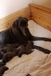Xara and 3 days old puppies